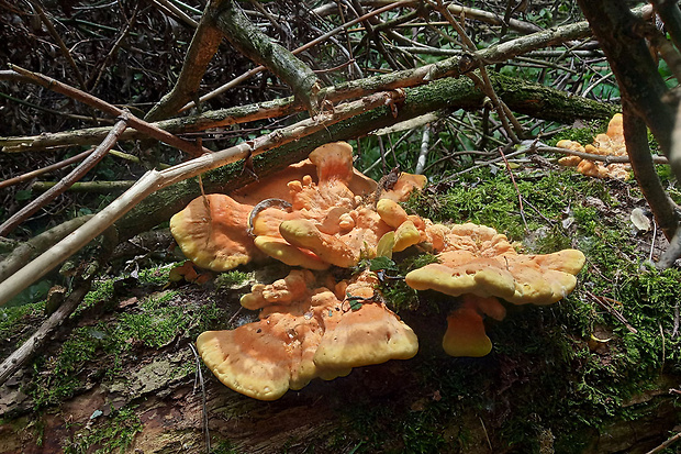 sírovec obyčajný Laetiporus sulphureus (Bull.) Murrill