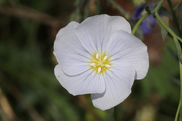 ľan rakúsky Linum austriacum L.