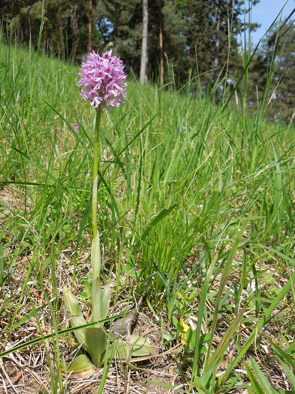 neotinea trojzubá Neotinea tridentata (Scop.) R. M. Bateman, Pridceon et M. W. Chase