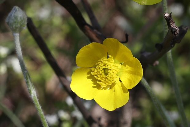 iskerník ilýrsky Ranunculus illyricus L.