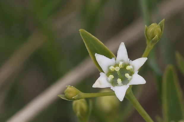 ľanolistník prostredný Thesium linophyllon L.