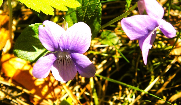 fialka rivinova Viola riviniana Rchb.