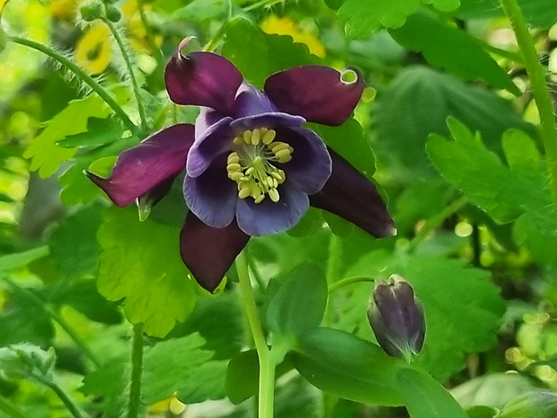 orlíček obyčajný Aquilegia vulgaris L.