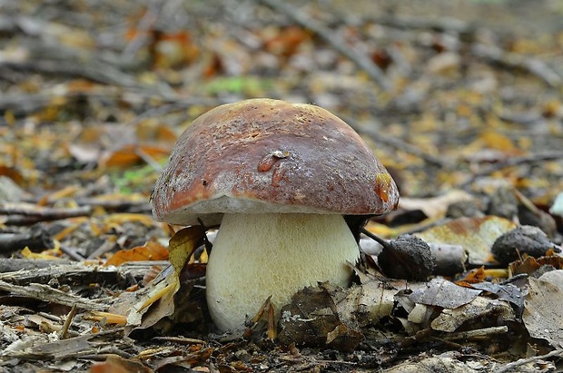 hríb sosnový Boletus pinophilus Pil. et Dermek in Pil.