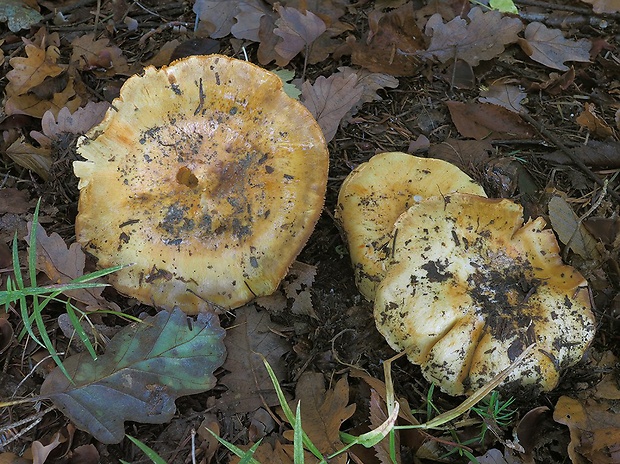 pavučinovec ihličnanový Cortinarius coniferarum (M.M. Moser) Moënne-Locc. & Reumaux