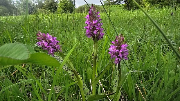 vstavačovec májový pravý Dactylorhiza majalis subsp. majalis (Reincherb.) Hunt & Summerh.