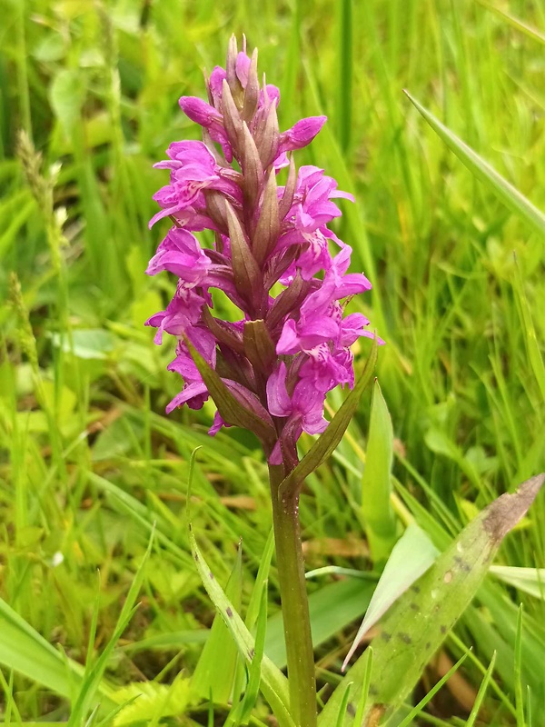 vstavačovec májový pravý Dactylorhiza majalis subsp. majalis (Reincherb.) Hunt & Summerh.