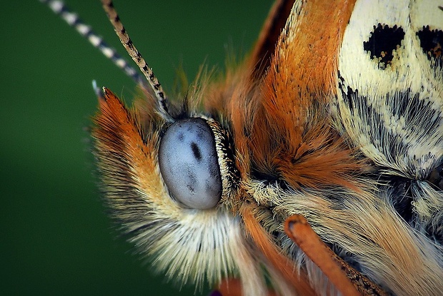 hnedáčik mriežkovaný (sk) / hnědásek kostkovaný (cz) Melitaea cinxia (Linnaeus, 1758)