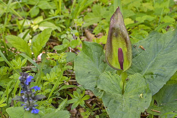 áron alpský Arum alpinum Schott et Kotschy