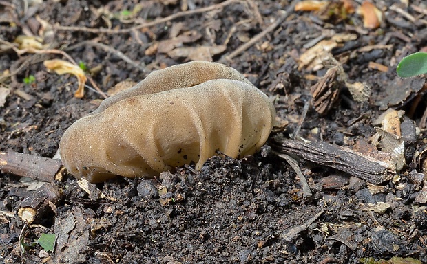 chriapač kalíškovitý Helvella acetabulum (L.) Quél.