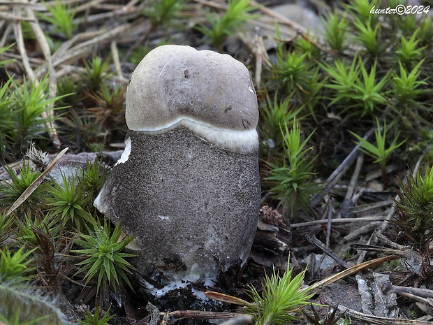 kozák topoľový Leccinum duriusculum (Schulzer ex Kalchbr.) Singer