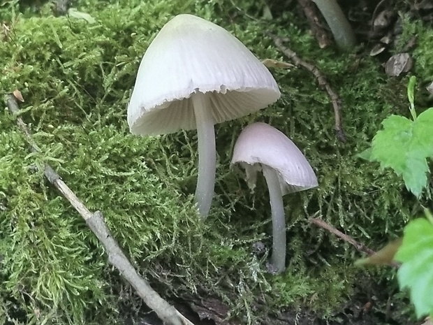 prilbička Mycena sp.