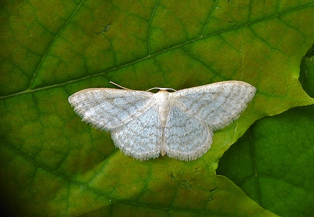 piadica marinková Scopula floslactata