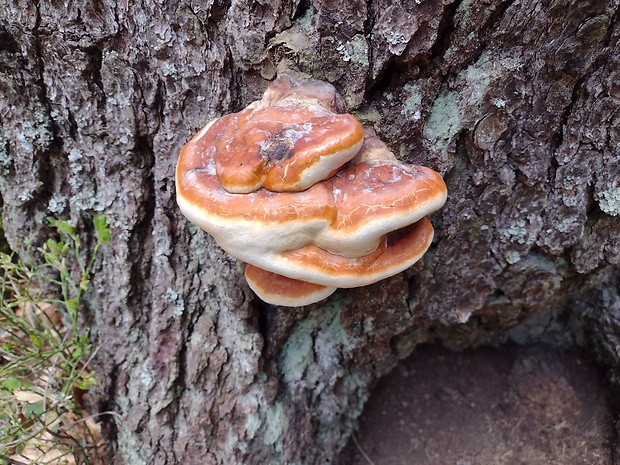 práchnovček Fomitopsis sp.