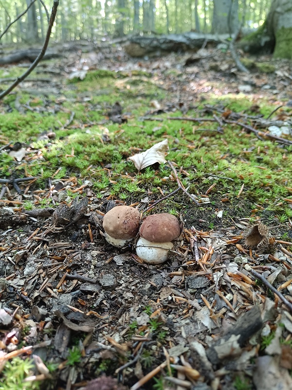 hríb sosnový Boletus pinophilus Pil. et Dermek in Pil.