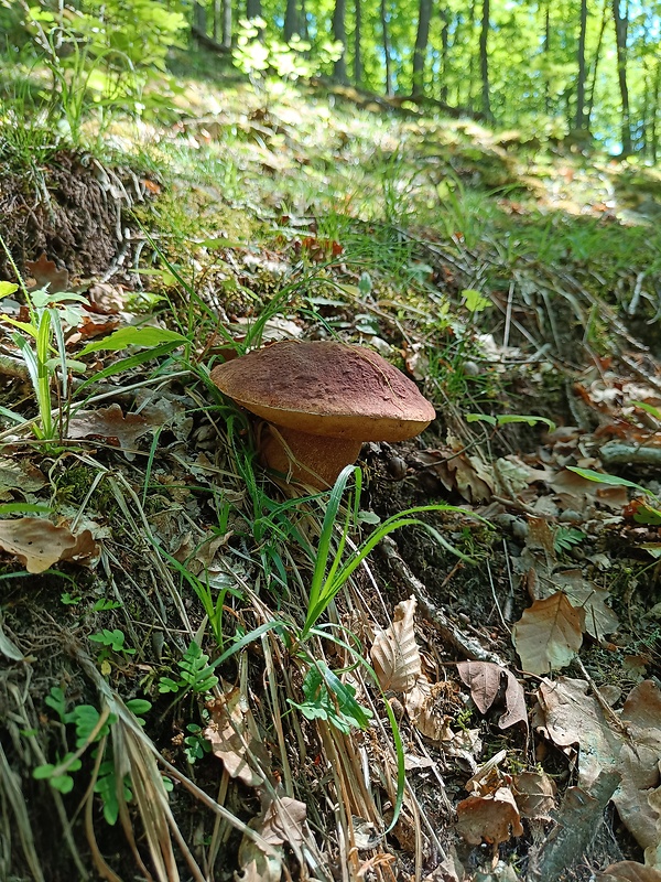 hríb sosnový Boletus pinophilus Pil. et Dermek in Pil.