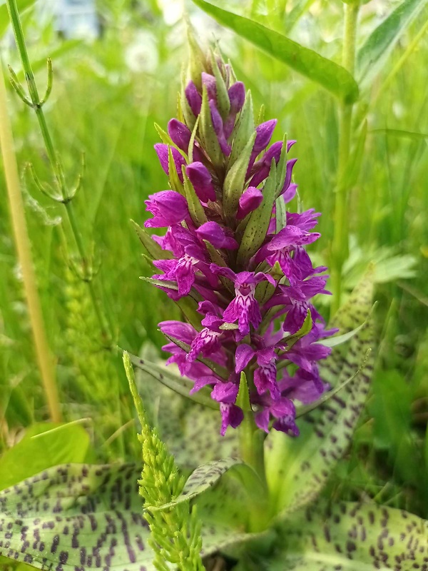 vstavačovec májový pravý Dactylorhiza majalis subsp. majalis (Reincherb.) Hunt & Summerh.