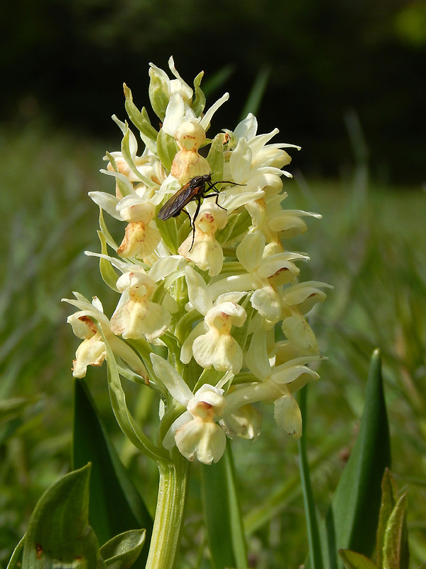 vstavačovec bazový Dactylorhiza sambucina (L.) Soó