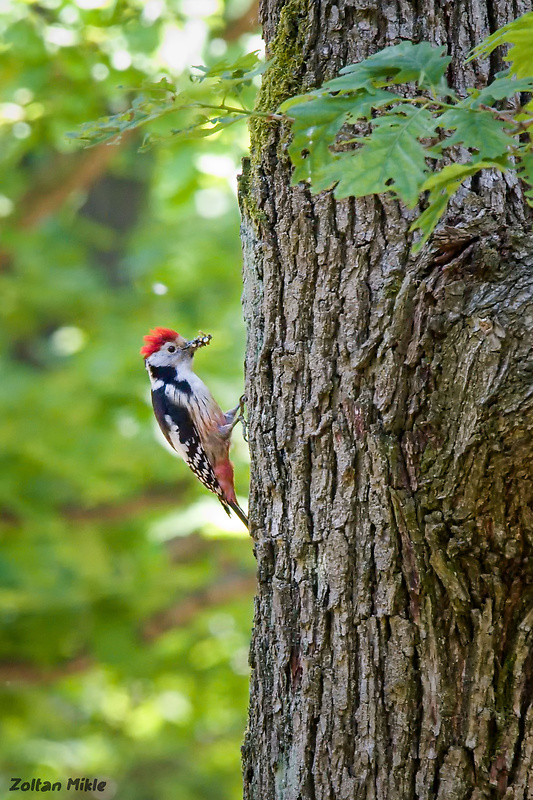 ďateľ prostredný Dendrocoptes medius