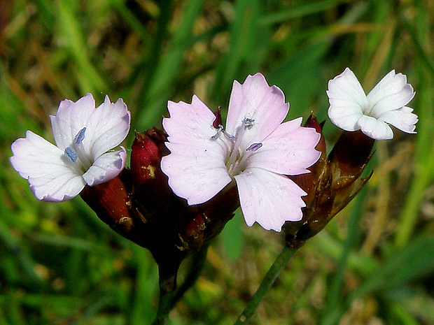 klinček pontederov Dianthus pontederae A. Kern.