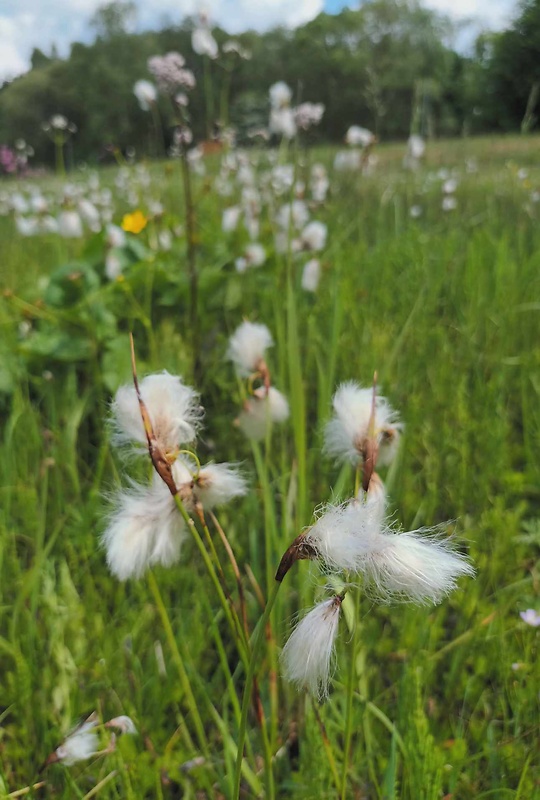 páperník širokolistý Eriophorum latifolium Hoppe