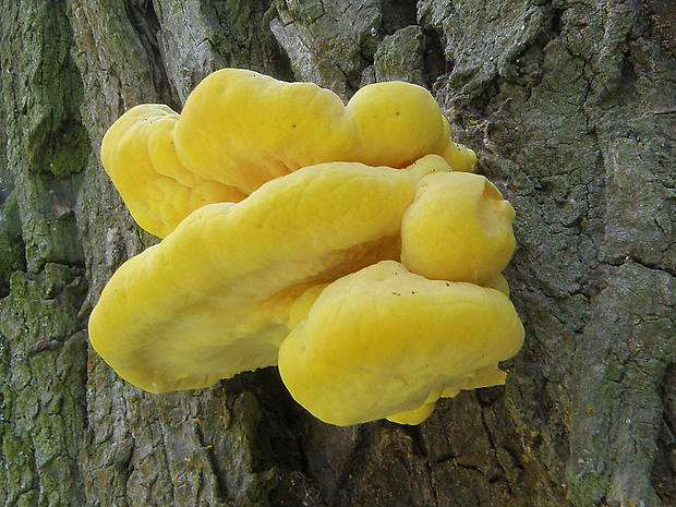 sírovec obyčajný Laetiporus sulphureus (Bull.) Murrill