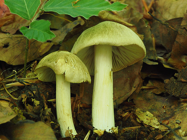 povraznica širokolupeňová Megacollybia platyphylla (Pers.) Kotl. & Pouzar