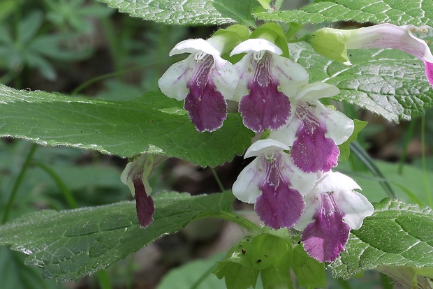 medúnka medovkolistá Melittis melissophyllum L.