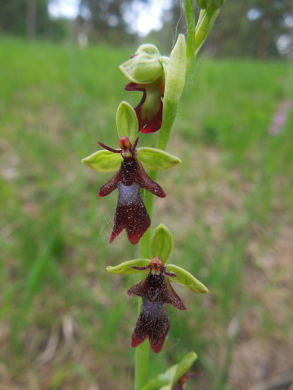 hmyzovník muchovitý Ophrys insectifera L.