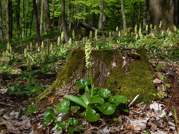 vstavač bledý Orchis pallens L.