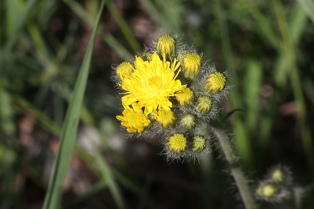 chlpánik mnohokvetý Pilosella floribunda (Wimm. et Grab.) Arv.-Touv.