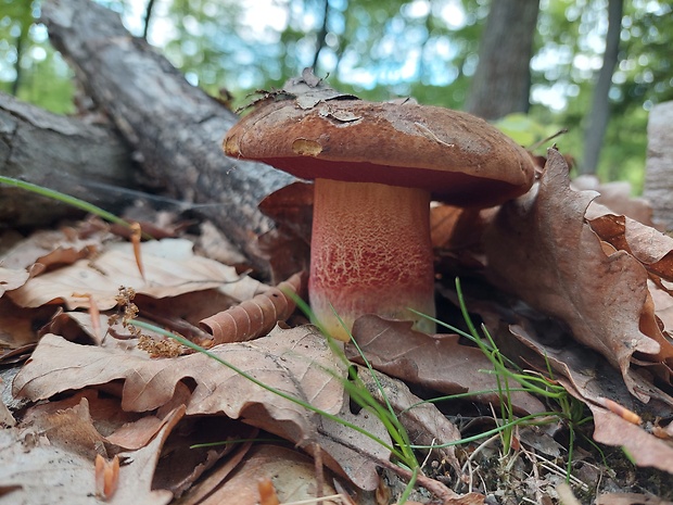 hríb zrnitohlúbikový Sutorius luridiformis (Rostk.) G. Wu & Zhu L. Yang