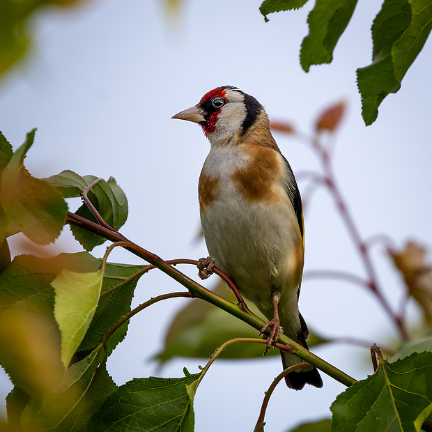 stehlík obyčajný Carduelis carduelis