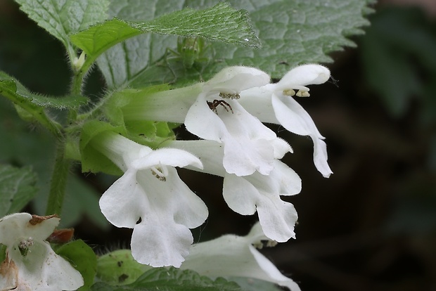 medúnka medovkolistá Melittis melissophyllum L.