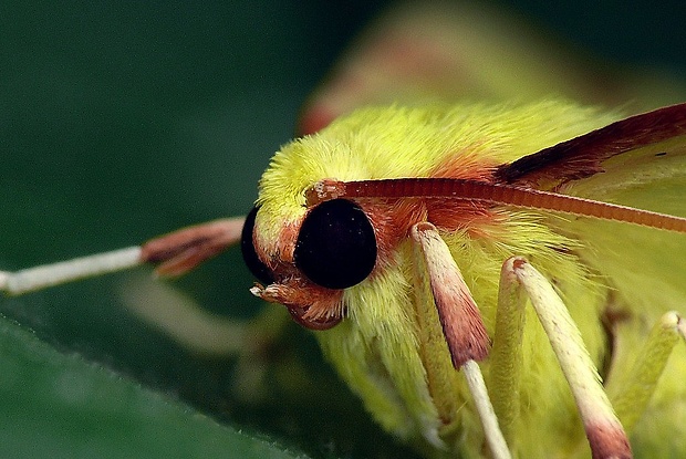 listnatka hlohová (sk) / zejkovec hlohový (cz) Opisthograptis luteolata (Linnaeus, 1758)