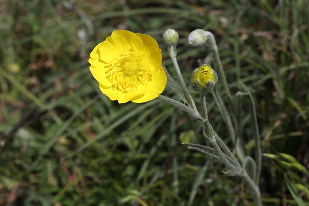 iskerník ilýrsky Ranunculus illyricus L.