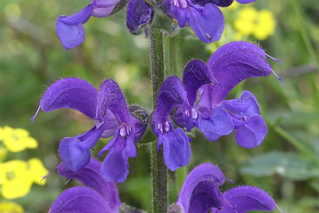 šalvia lúčna Salvia pratensis L.