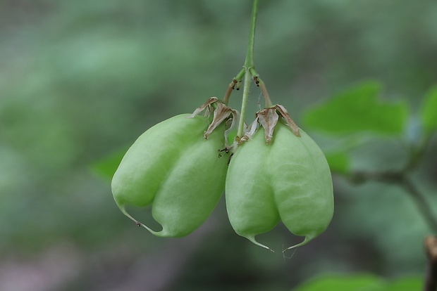 klokoč perovitý Staphylea pinnata L.