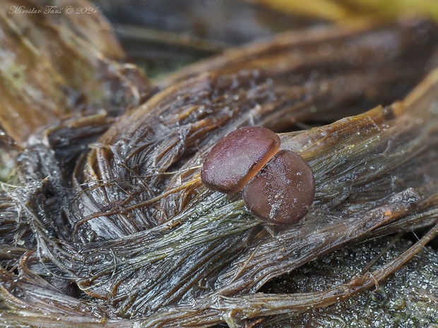 hrubatka Babingtonova Adelphella babingtonii (Berk. & Broome) Pfister, Matočec & I. Kušan