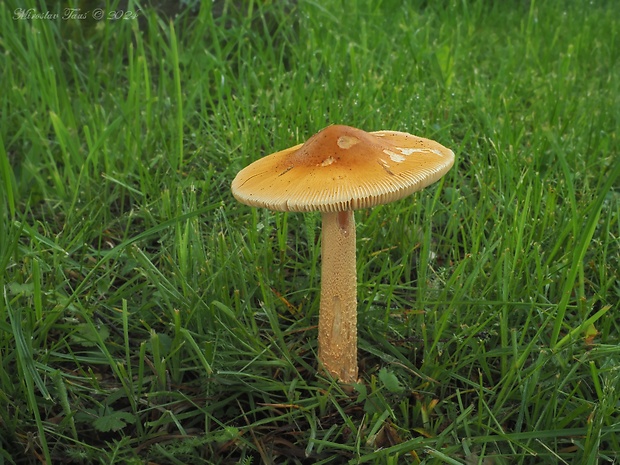 muchotrávka oranžová Amanita crocea (Quél.) Singer