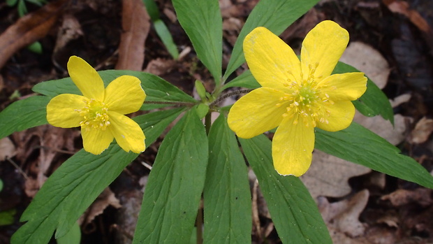 veternica iskerníkovitá Anemone ranunculoides L.