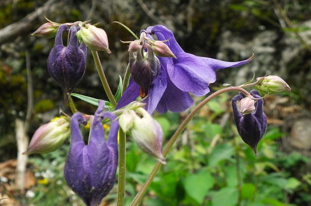 orlíček obyčajný Aquilegia vulgaris L.