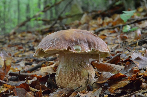 hríb sosnový Boletus pinophilus Pil. et Dermek in Pil.