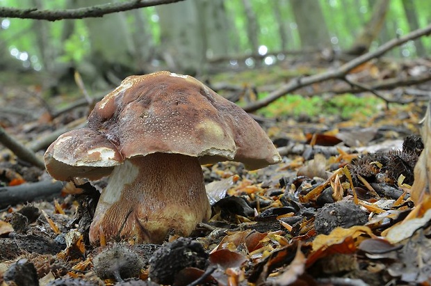 hríb sosnový Boletus pinophilus Pil. et Dermek in Pil.