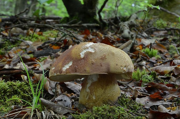 hríb sosnový Boletus pinophilus Pil. et Dermek in Pil.