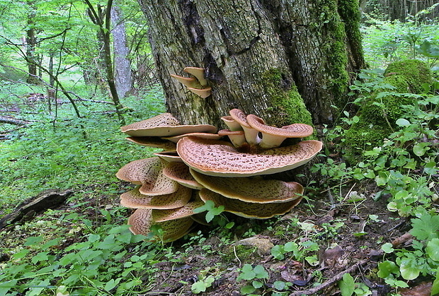 trúdnik šupinatý Cerioporus squamosus (Huds.) Quél.