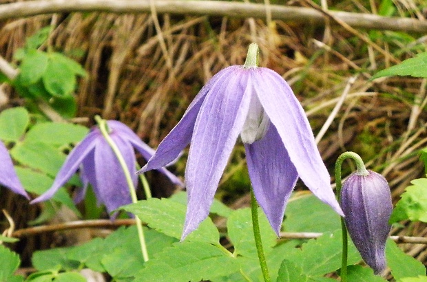 plamienok alpínsky Clematis alpina (L.) Mill.