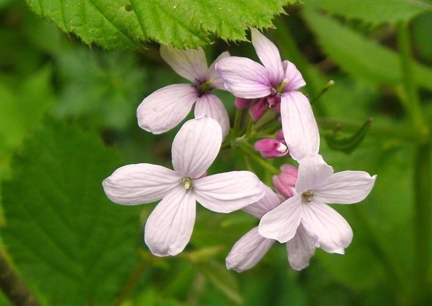 zubačka cibuľkonosná Dentaria bulbifera L.