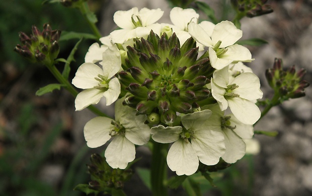 horčičník wittmannov Erysimum wittmannii Zaw.