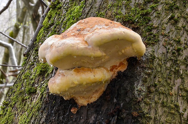 práchnovček Fomitopsis sp.